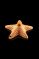 Art of Smoke Starfish Pipe